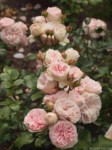 'Aphrodite ® (shrub, Evers/Tantau, 2000/06)' rose photo