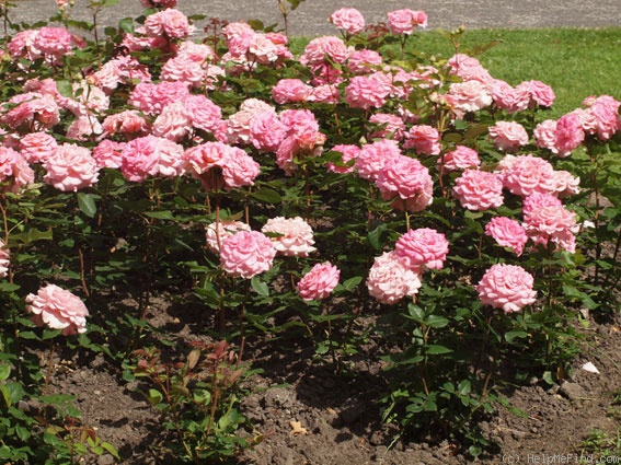 'Ashley ® (hybrid tea, Evers/Tantau 2008/14)' rose photo