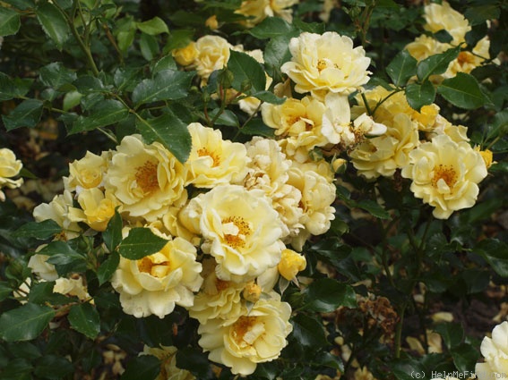 'Gelber Engel ®' rose photo