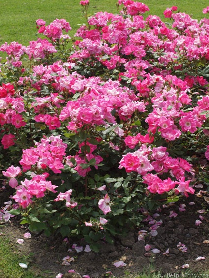 'Pink Knock Out ® (floribunda, Meilland, 2000)' rose photo