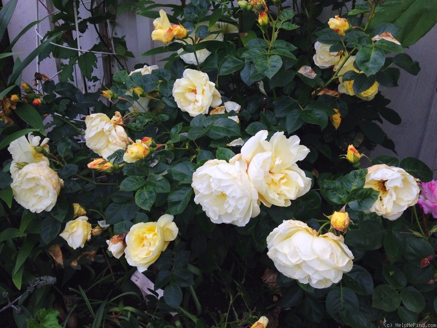 'Northern Yellow' rose photo