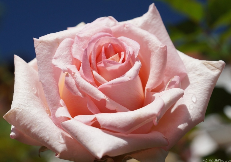'Anne Lorentz' rose photo