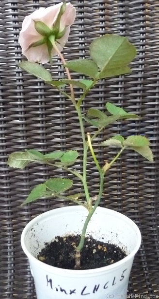 'Die Einzige' rose photo
