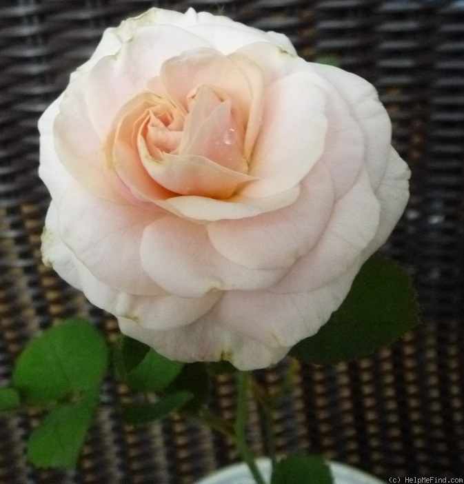 'Die Einzige' rose photo