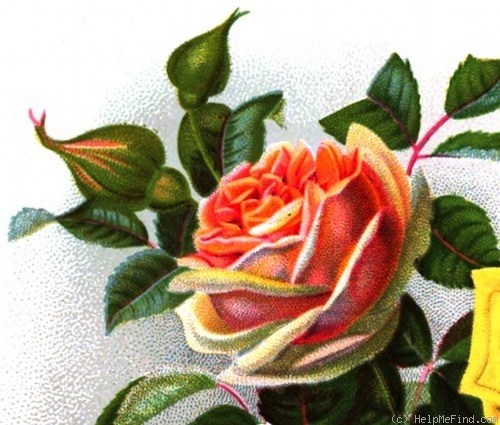 'Madame Levet' rose photo