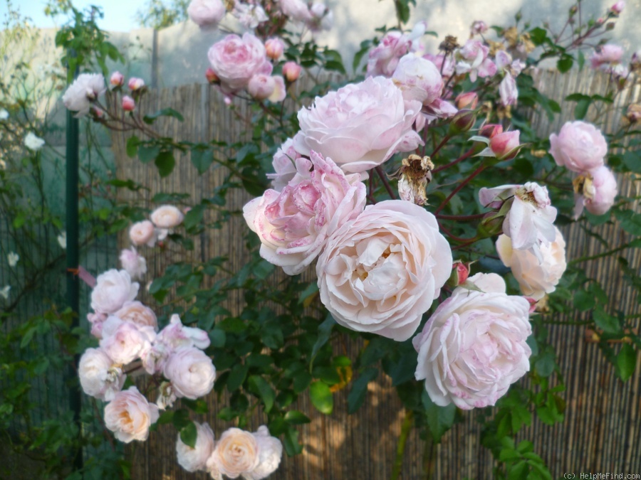 'New Dreams' rose, click to enlarge 'New Dreams' rose photo
