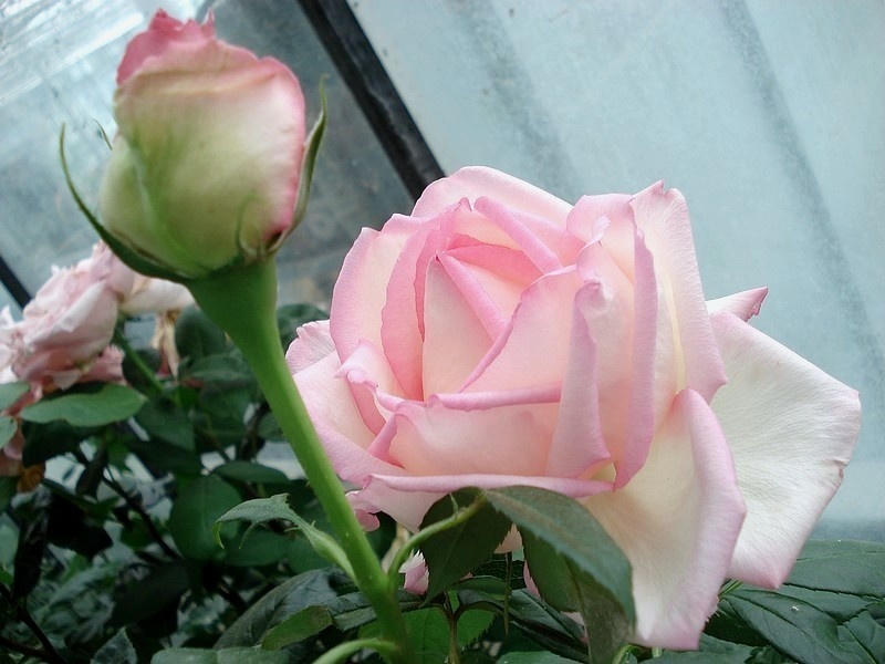 'Honoré de Balzac ® (floribunda, Meillans, 1996)' rose photo