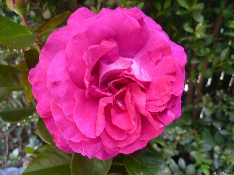 'Chartreuse de Parme' rose photo