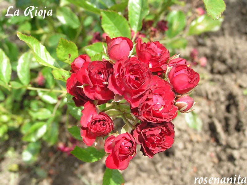 'La Rioja ®' rose photo