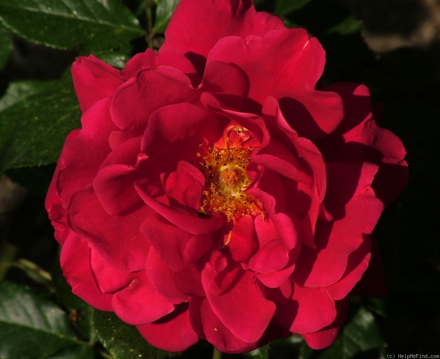 'Appreciation' rose photo