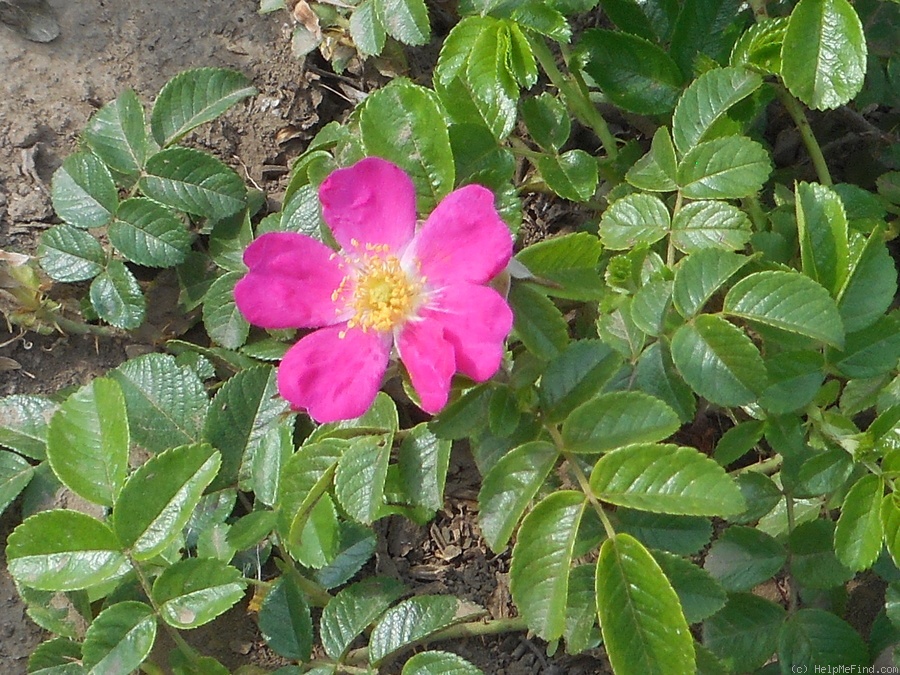 'Rugwich1' rose photo