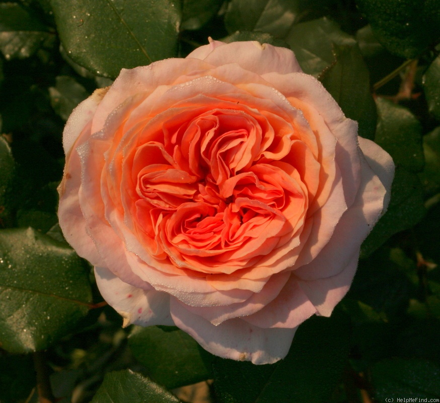 'Berezina' rose photo