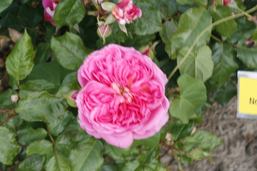 'Belami (Hybrid Tea, Huber, 2013)' rose photo