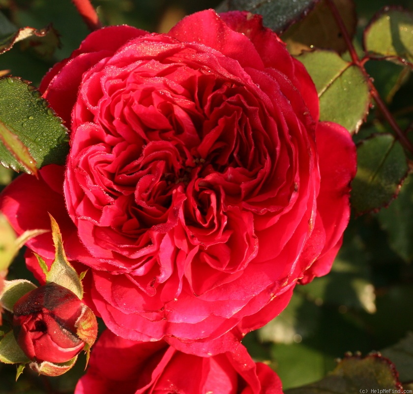 'Adonis® (floribunda, Huber 2013)' rose photo