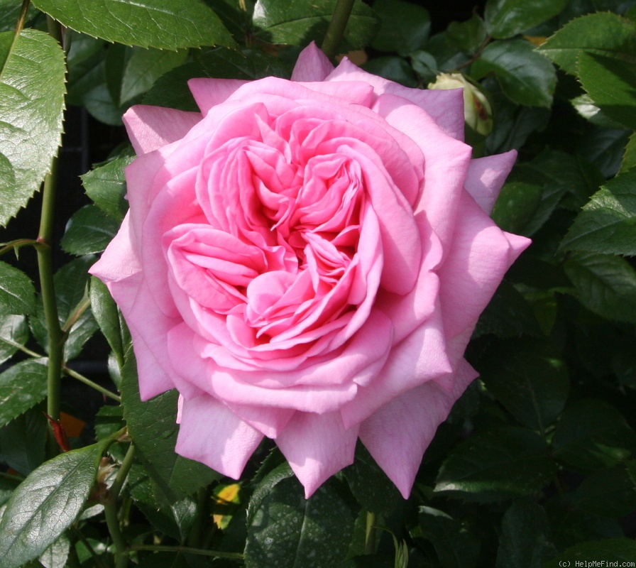 'Edith Hunkeler' rose photo