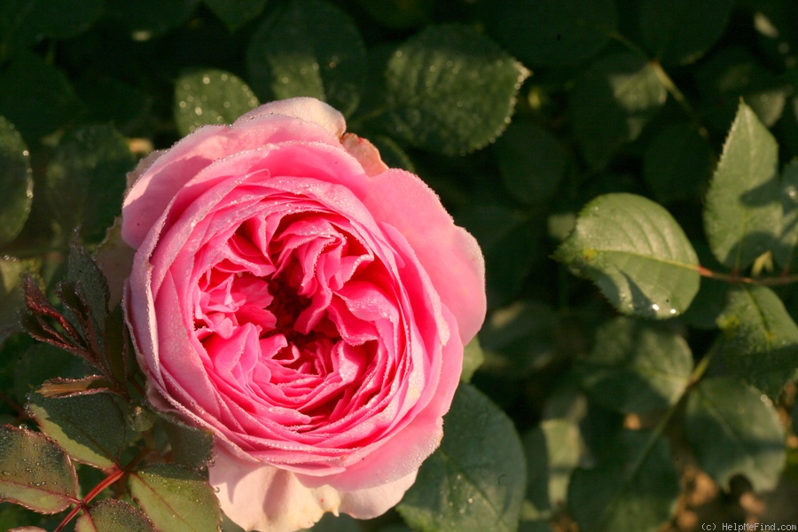 'Glamourosa' rose photo
