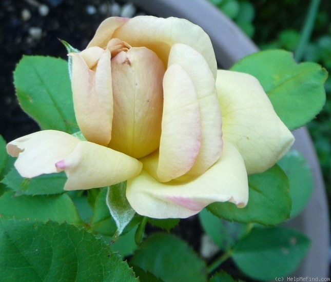 'Rehbrunnen' rose photo