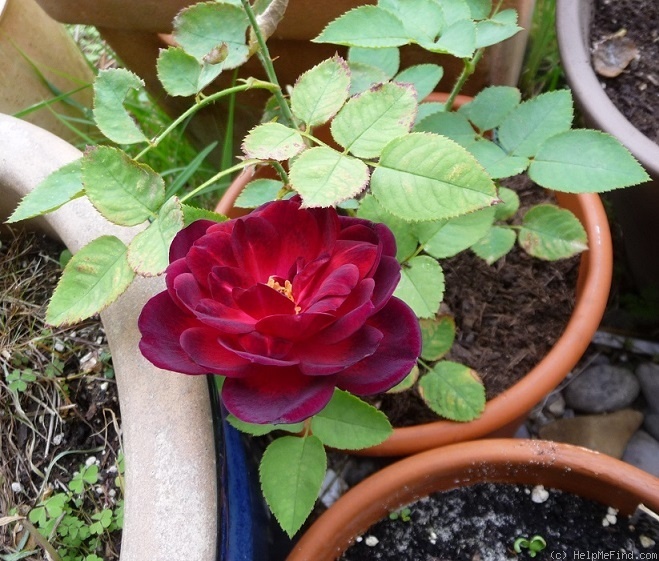 'Karfunkelstadt' rose photo