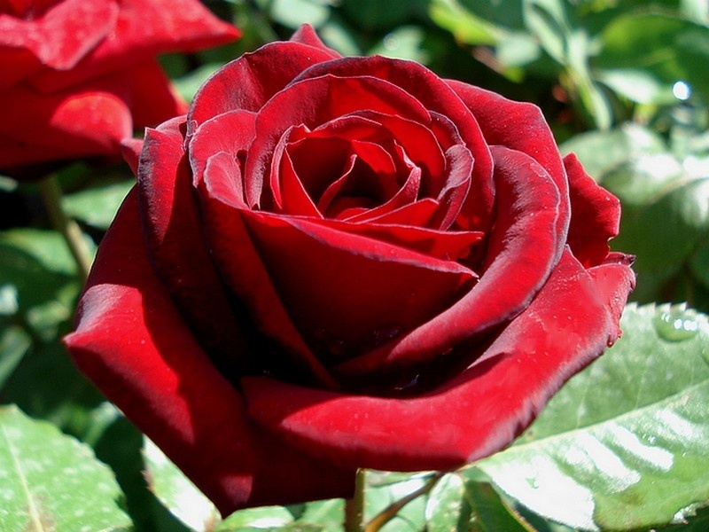 'Bertrand Amoussou ®' rose photo