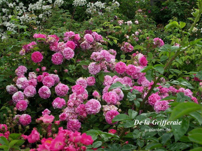'De la Grifferaie' rose photo