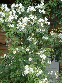 'Chalice Well' rose photo