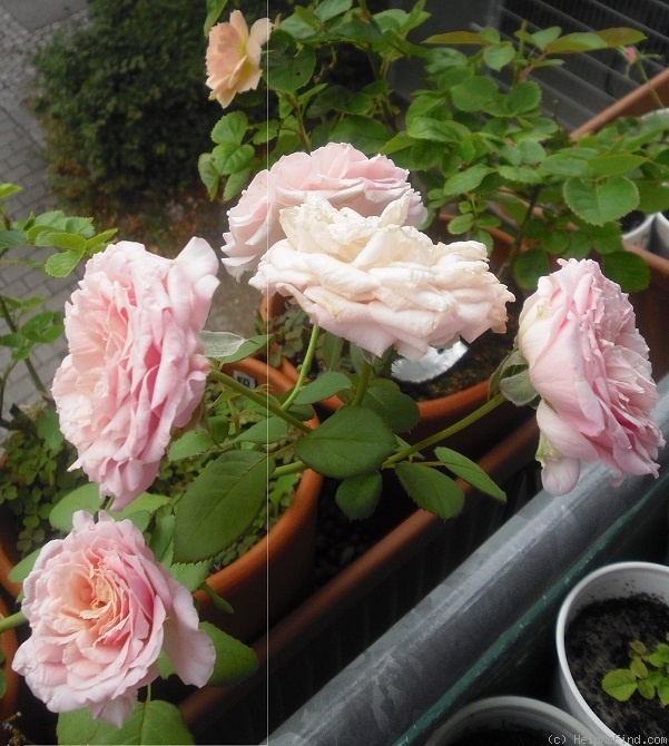 'Glanzlicht' rose photo