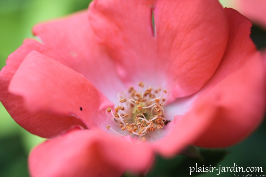 'Isalia ®' rose photo