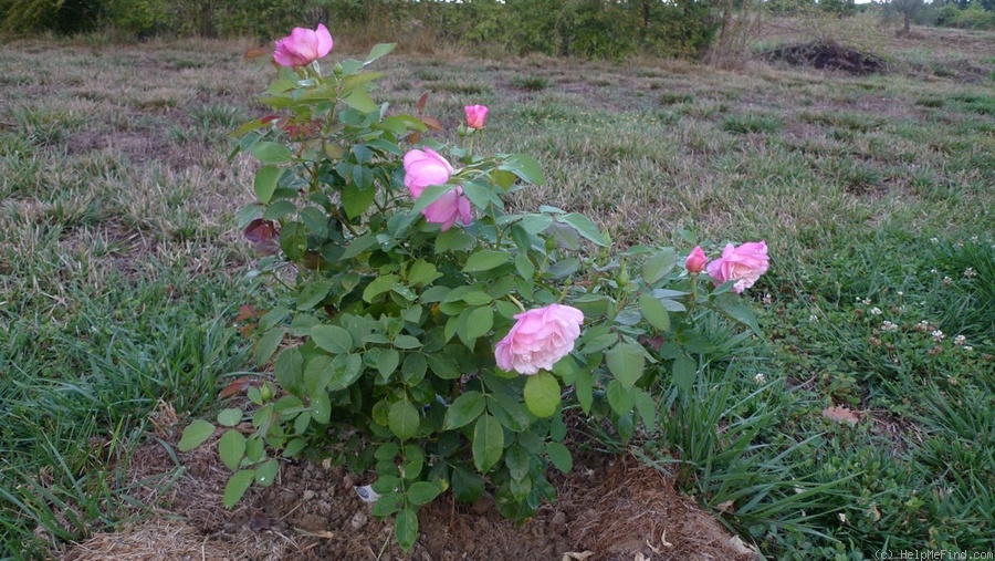 'Gruss an Aachen (Hybrid Tea, Hinner 1909)' rose photo