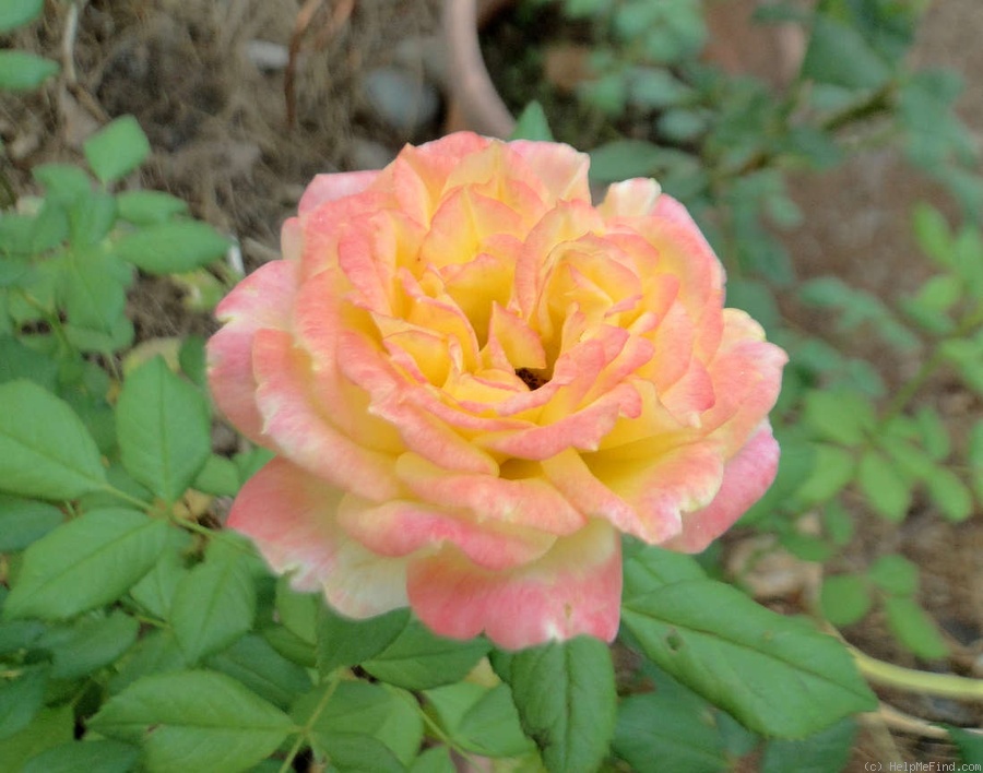 'Garden Fun' rose photo