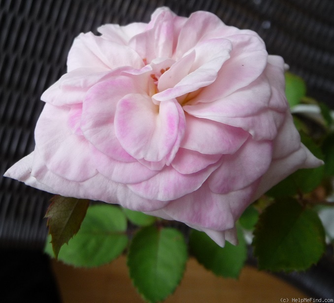 'Die Einzige' rose photo