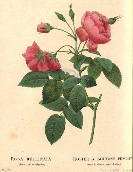 'Rose Boursault' rose photo