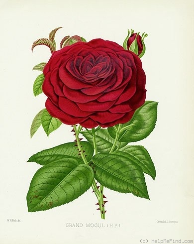'Grand Mogul (Hybrid Perpetual, Paul, 1886)' rose photo
