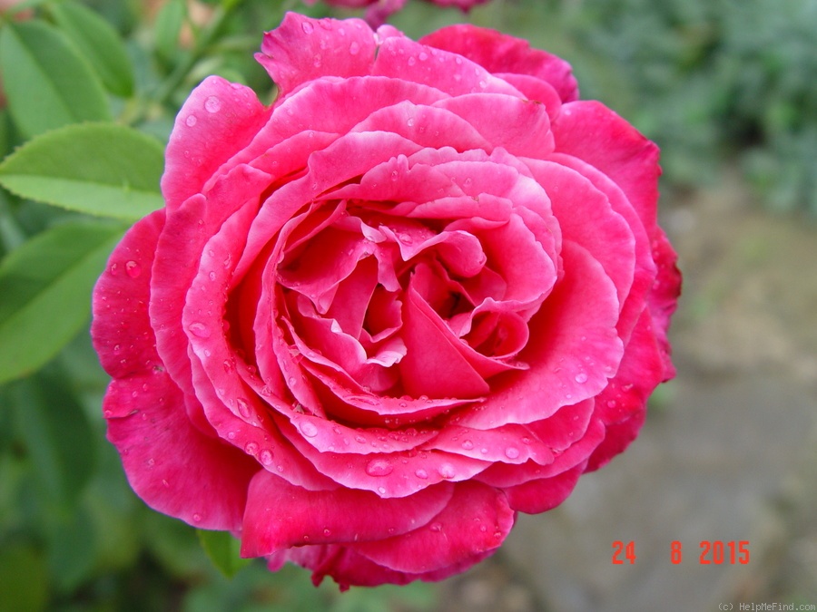 'Caprice de Meilland ®' rose photo