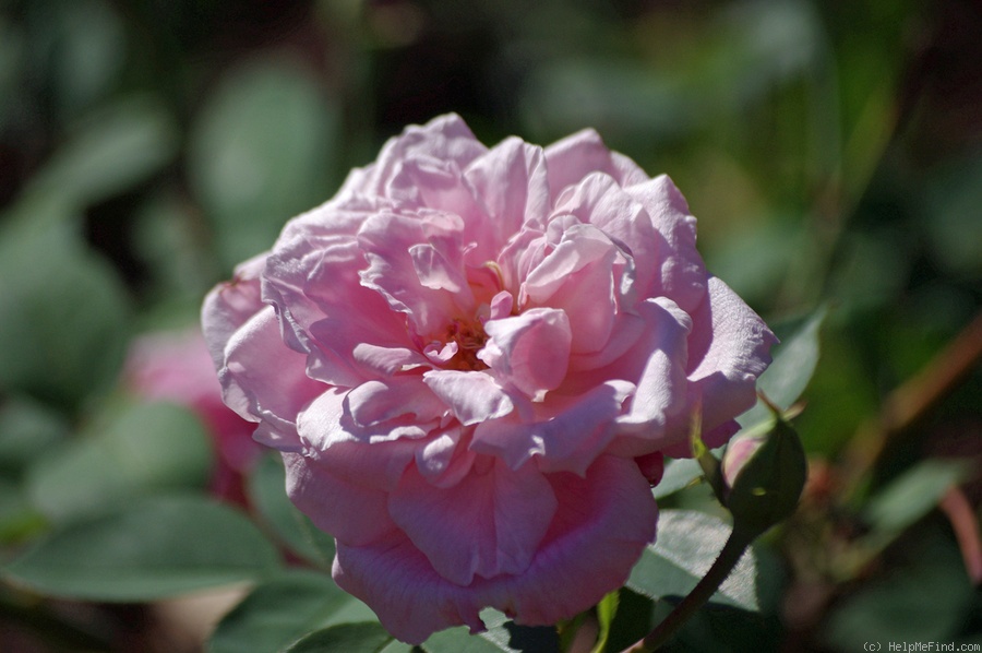 'Elise Flory' rose photo