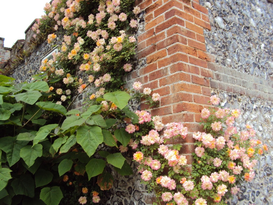 'Phyllis Bide (Polyantha Cl, Bide, 1923)' rose photo