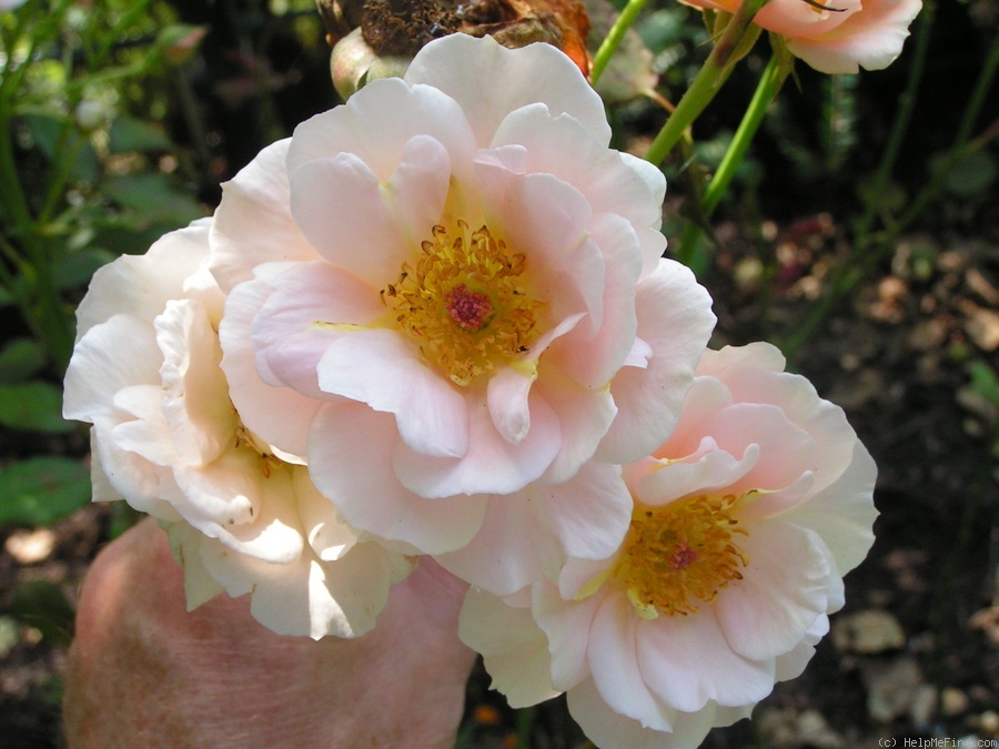 '12 Westerland OP 06' rose photo