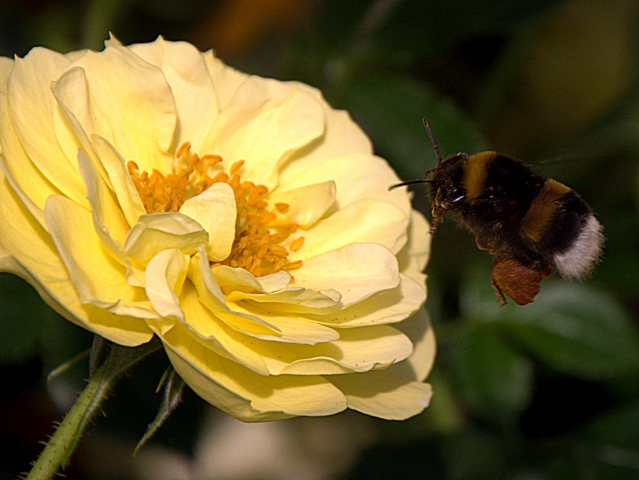 'Bienenweide Gelb (syn. 'Gelbe Babyflor')' rose photo