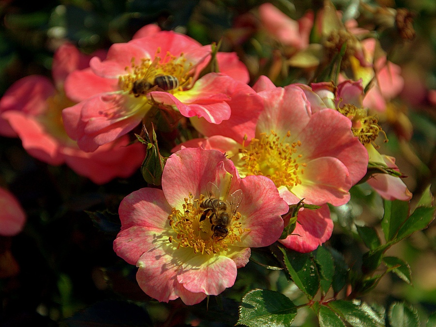 'Bienenweide Apricot' rose photo