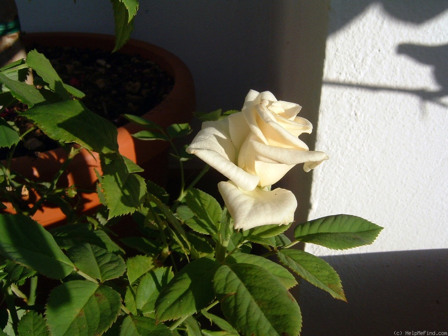 'Honora Hit ®' rose photo