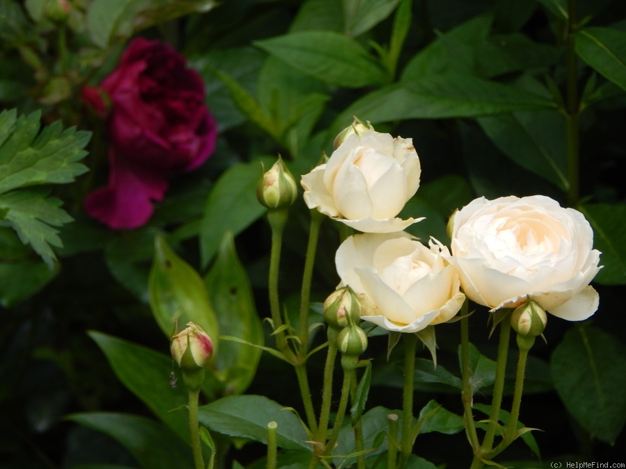 'Windermere (shrub, Austin, 2007)' rose photo