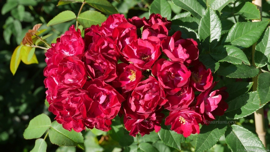 'Ilmenau' rose photo