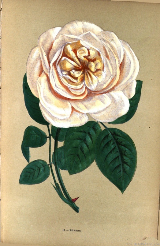 'Rubens (tea, Robert & Moreau, 1859)' rose photo
