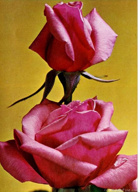 'Garden State' rose photo