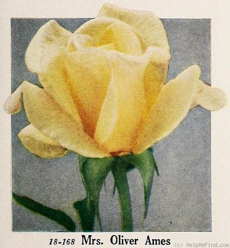 'Mrs. Oliver Ames (hybrid tea, Verschuren, 1941)' rose photo