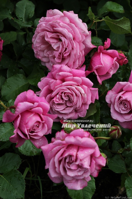 'Agnès Schilliger ®' rose photo