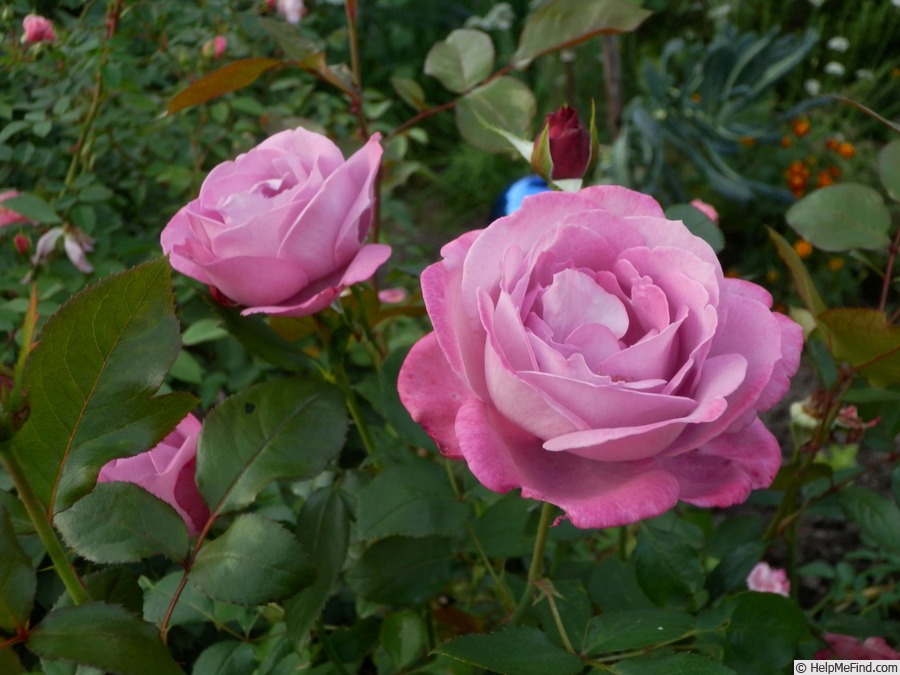 'Blue River ® (hybrid tea, Kordes, 1984)' rose photo