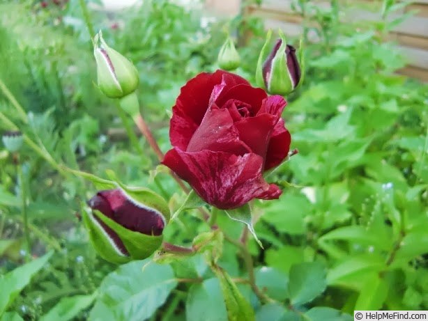 'Deep Impression' rose photo