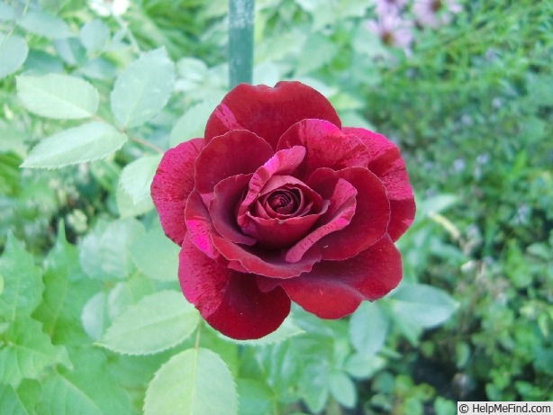 'Deep Impression' rose photo