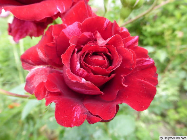'Deep Impression' rose photo