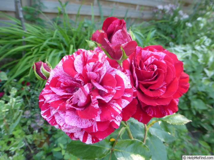 'Deep Impression' rose photo